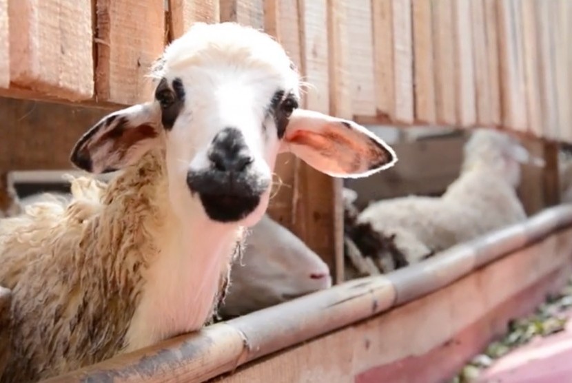 Allah SWT mengganti Ismail dengan kambing untuk disembelih. Hewan Kurban (Ilustrasi)