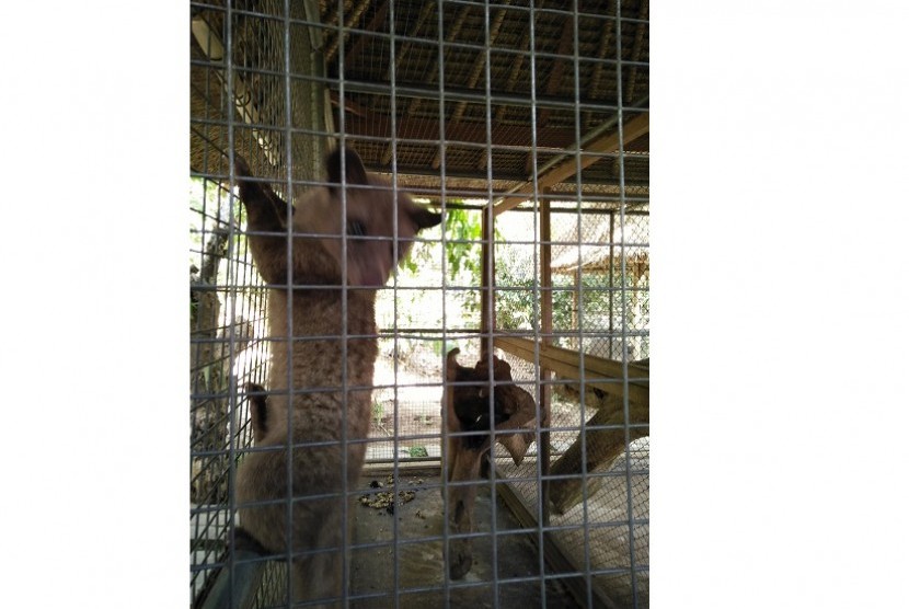 Hewan luwak yang berada di agrowisata Bali Pulina