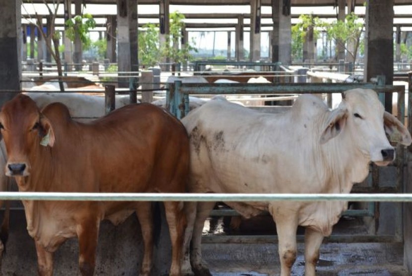 Hewan ternak asal Australia saat berada di sebuah peternakan penggemukan sapi di Jakarta, Indonesia.