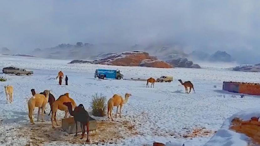 Arab Saudi Keluarkan Peringatan Cuaca Kemungkinan Salju. Foto:   Hewan unta di tengah kepungan salju yang turun di gurun pasir di wilayah barat Arab Saudi.