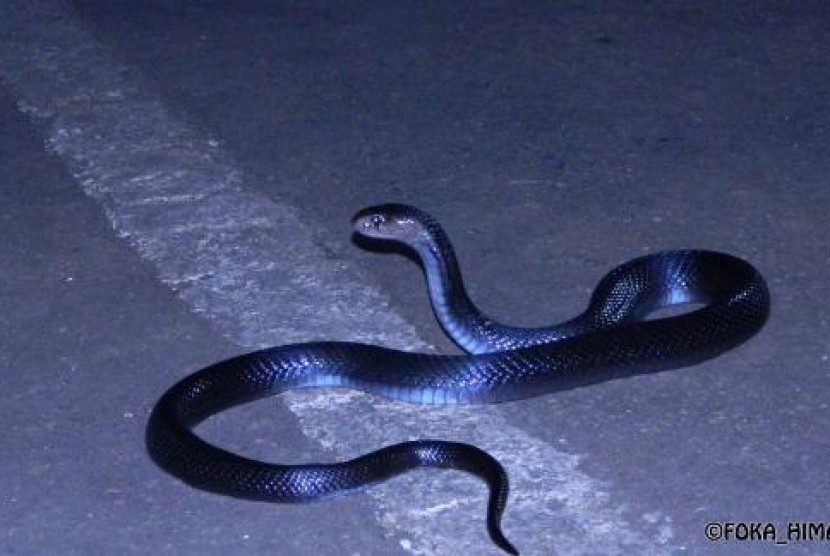 Temuan ular cobra di  Lanskap IPB. (ilustrasi)