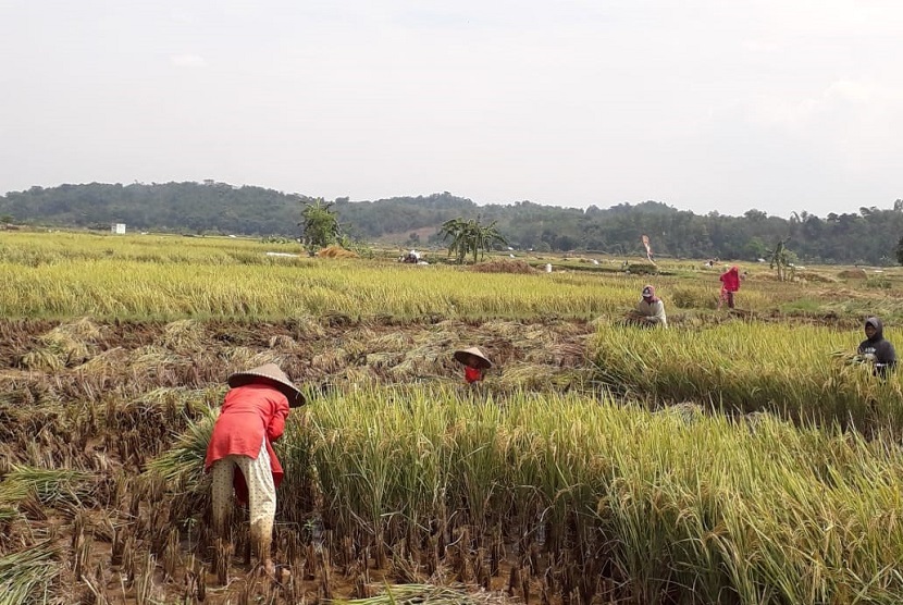 Panen padi di Minahasa Selatan.