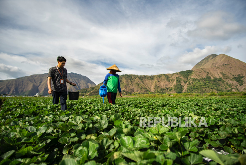 Hingga akhir Triwulan II tahun 2025, BRI telah menyalurkan KUR sebesar Rp 83,88 triliun, atau setara 47,93 persen dari total alokasi KUR tahun ini sebesar Rp 175 triliun. 