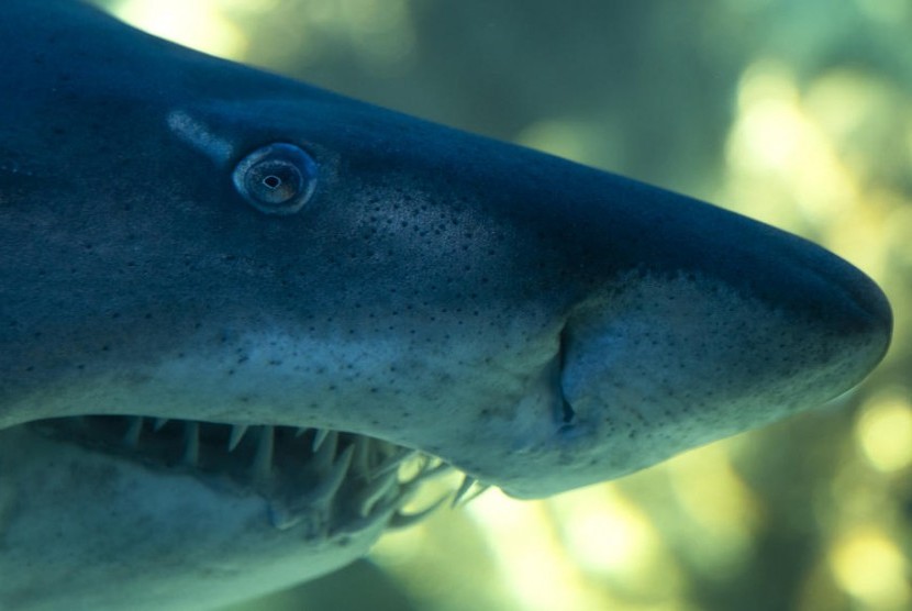 Ikan hiu. GlaxoSmithKline berencana memproduksi satu miliar dosis vaksin Covid-19 yang membutuhkan shark squalene.
