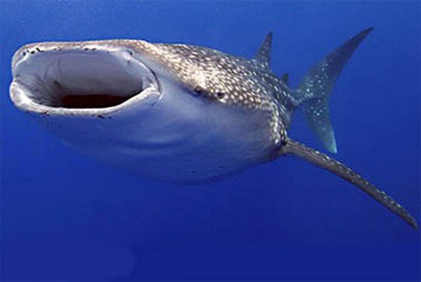 Hiu Paus atau Whale Shark