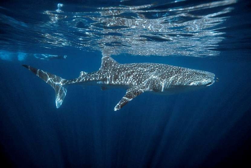  Hiu paus berenang di perairan Ningaloo Reef di Australia Barat.