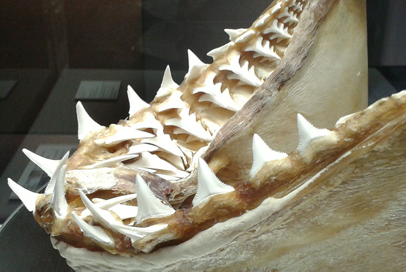 Para ilmuwan yang melakukan penggalian di Pulau Sulawesi ternyata telah menemukan artefak unik dan mematikan berasal dari sekitar 7.000 tahun lalu berupa gigi hiu macan yang digunakan sebagai pisau.