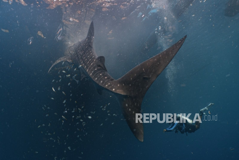 Empat Ekor Hiu Paus Berhasil Ditandai