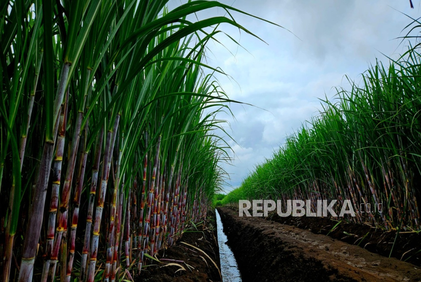 Holding Perkebunan Nusantara PTPN III (Persero) melalui anak perusahaannya, PT Sinergi Gula Nusantara (SGN), kembali menjadi produsen gula terbesar di Indonesia.