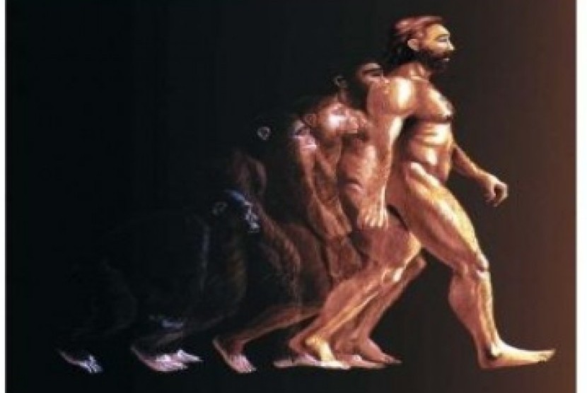 Homo sapiens, ilustrasi 