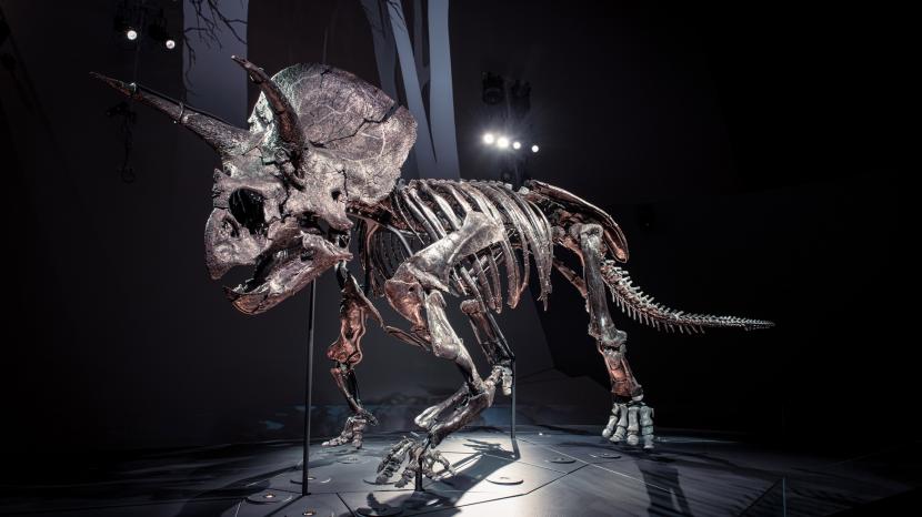 Horridus, Triceratops raksasa yang mati 67 juta tahun yang lalu 