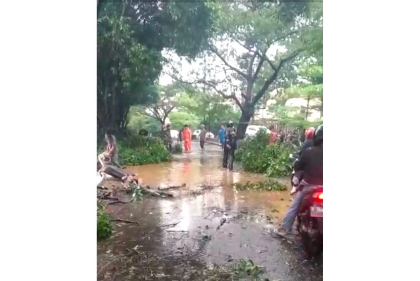 Hujan deras disertai angin yang berlangsung 20 menit mengakibatkan puluhan pohon di pinggir jalan tumbang, Sabtu (22/5). Akibatnya terjadinya kemacetan lalulintas di Kota Depok.