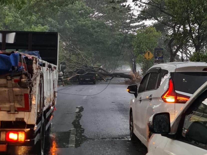 Hujan deras mengakibatkan pohon tumbang di jalan ring road Bantul.