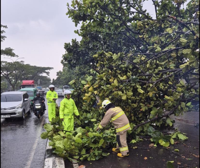 Hujan deras menyebabkan pohon tumbang di Jalan Soekarno Hatta, Kota Bandung dan sempat menutup akses jalan, Kamis (24/10/2024). Total empat pohon tumbang di lokasi berbeda menimpa atap mobil, bangunan rumah, hingga melukai dua orang warga. 