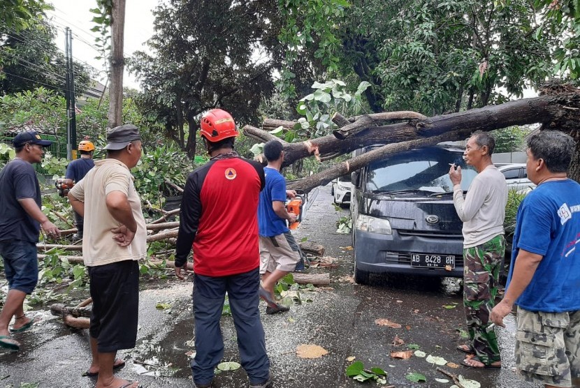 Pohon Ketapang yang tumbang di ruas jalan By Pass Ngurah Rai, Kuta, Badung, menimpa dua unit kendaraan roda empat yang melintas, Kamis (2/1) (Ilustrasi pohon tumbang)