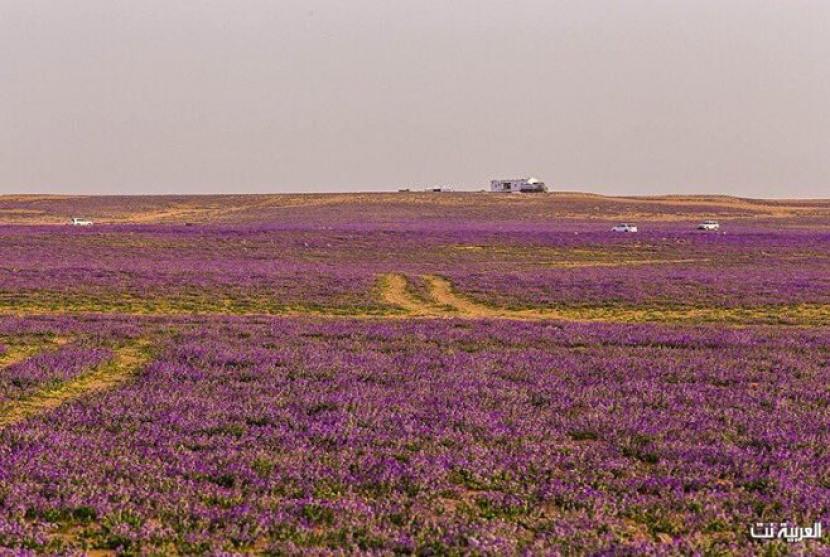 Hujan musim dingin yang lebih lebat dari biasaya telah membuat banyak bunga dan tumbuhan bermekaran di gurun pasir Arab Saudi. Bunga-bunga ungu atau lavender liar telah menyelimuti padang pasir Arab Saudi bagian Utara.