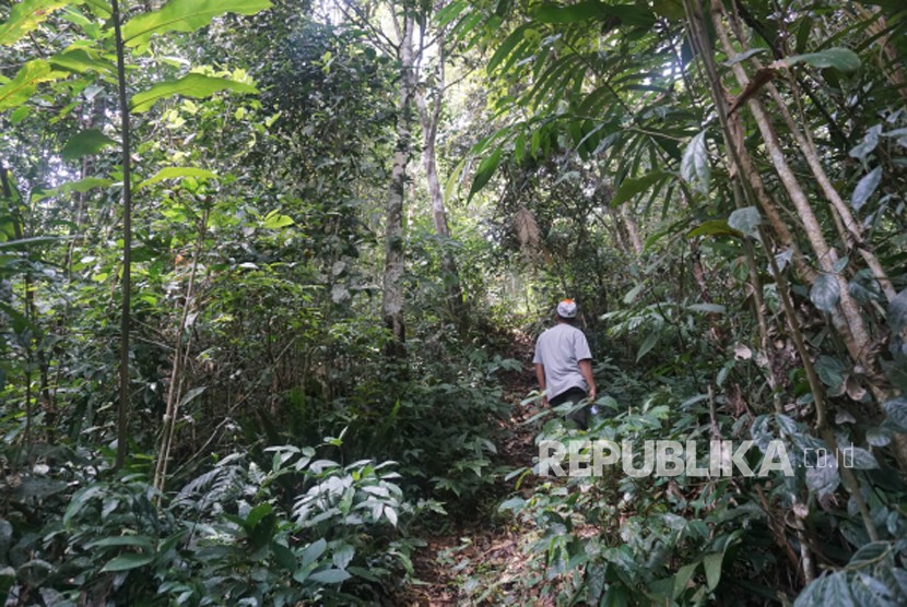 Hutan adat Mude Ayek Tebat Benawa di Dusun Tebat Benawa, Kelurahan Penjalang Kecamatan Dempo Selatan, Kota Pagaralam, Sumatera Selatan (Sumsel).