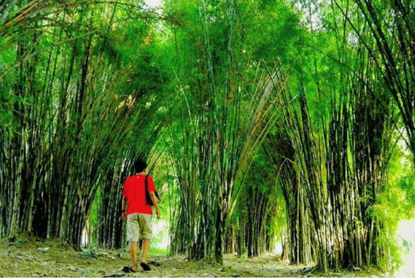 Hutan Bambu Keputih Sukolilo.