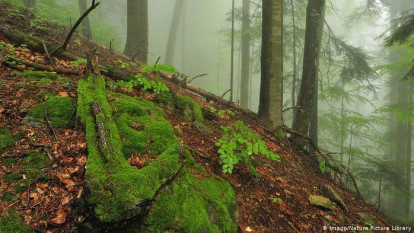 Hutan di daerah Pegunungan Fagaras, Rumania.