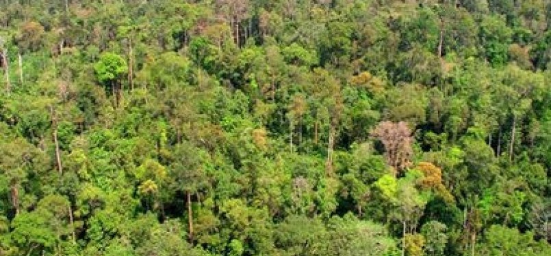 Hutan (ilustrasi)