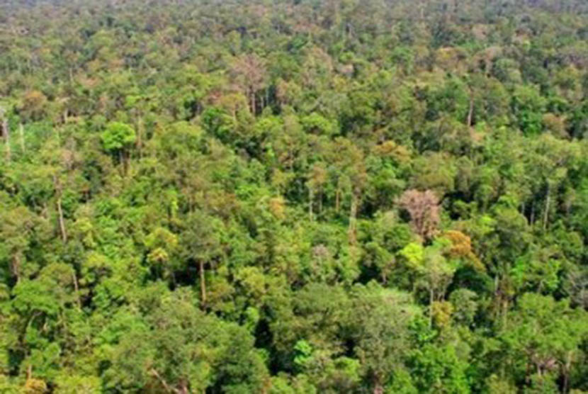 Hutan di Jambi (ilustrasi)