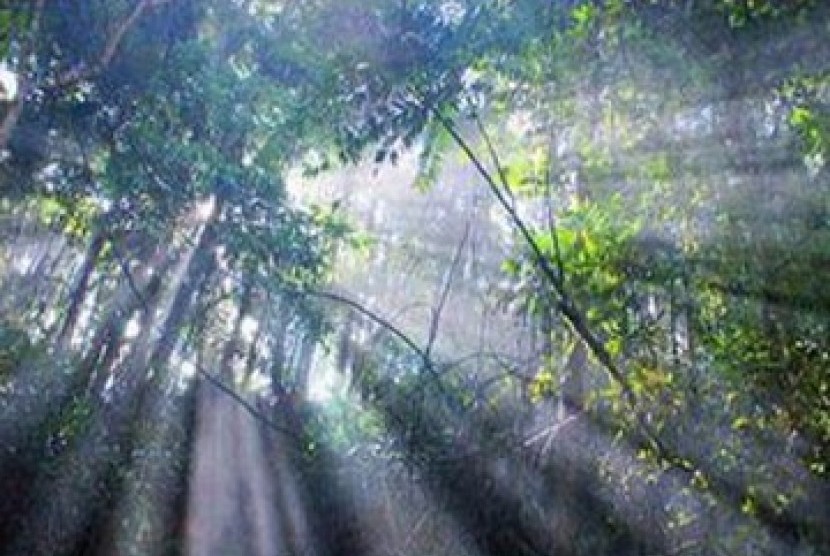 Hutan Hujan Tropis (Tropical Rain Forest) di Kutai Barat, Kalimantan Timur 
