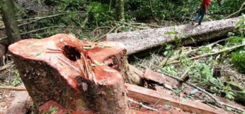 Hutan Indonesia kian terdagradasi akibat penebangan liar.