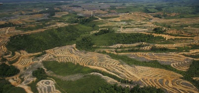 Hutan Kalimantan yang telah gundul karena penebangan liar.