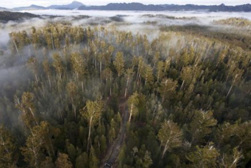 Hutan lindung Tasmania