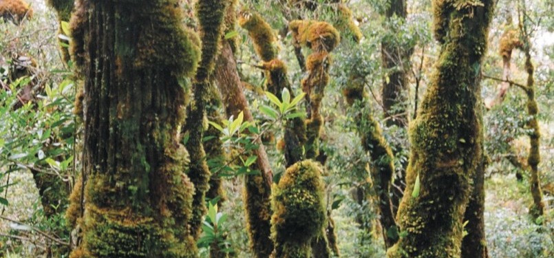 Hutan lumut mendominasi vegetasi dari ketinggian 1500 m dpl sampai puncak.