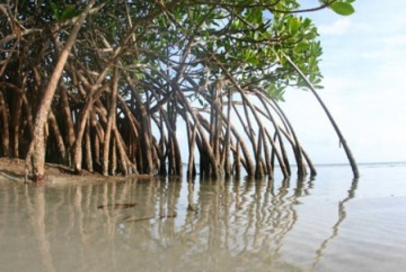 Hutan Mangrove di Banten Rusak Hingga 60 Persen | Republika Online