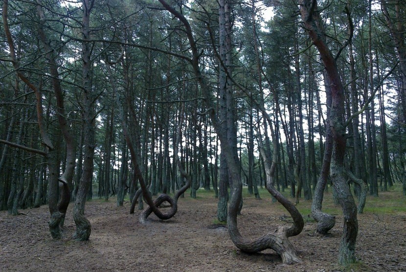 Hutan Menari di Rusia.