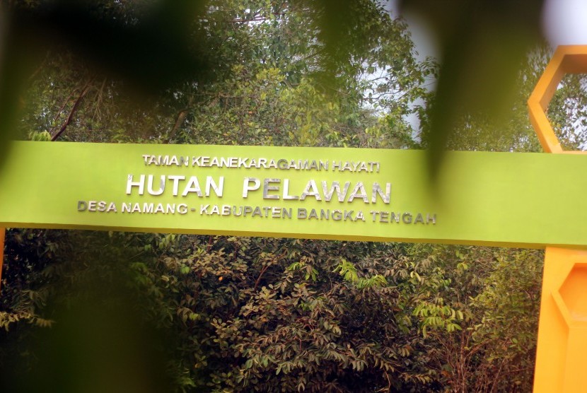 hutan pelawan