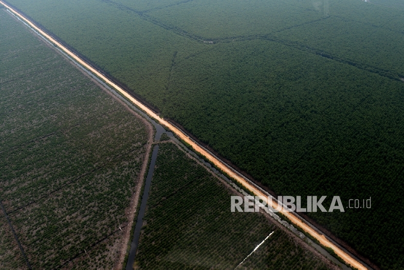 Hutan Tanaman Industri di Riau.
