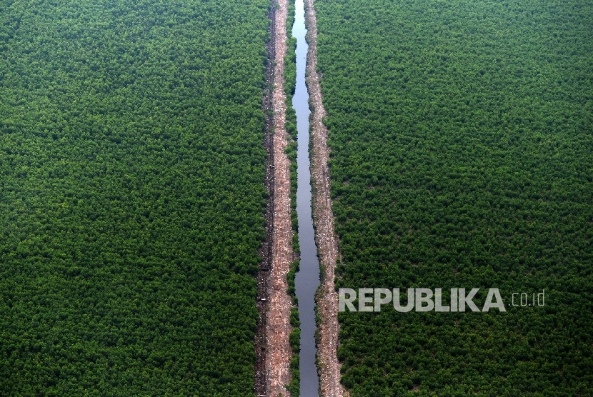 Hutan Tanaman Industri di Riau, Selasa (25/10).