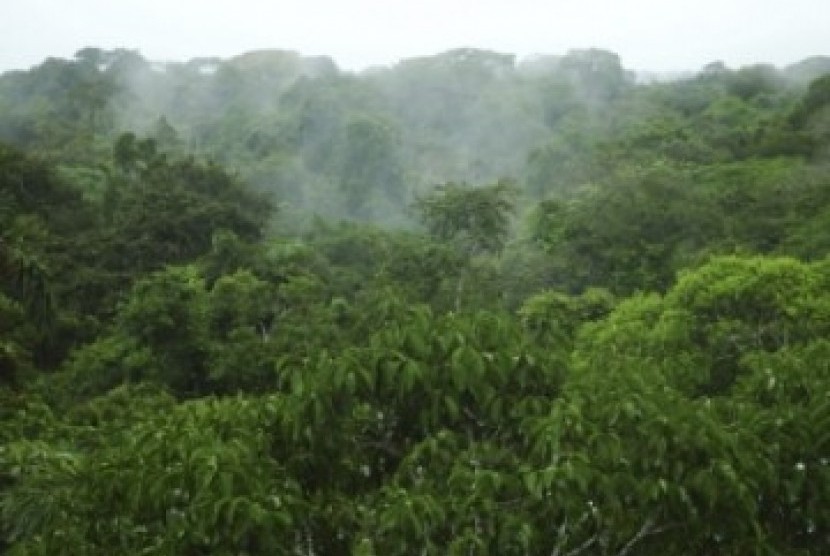 Hutan (Ilustrasi)