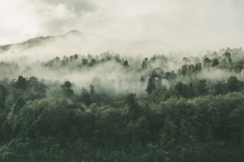 Pemulihan hutan secara global sangat bermanfaat untuk menyerap emisi karbon.
