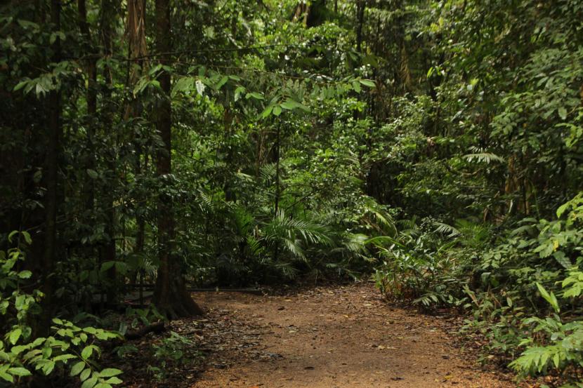 Hutan heterogen atau hutan yang memiliki keanekaragaman spesies pohon dinilai lebih tahan terhadap badai.