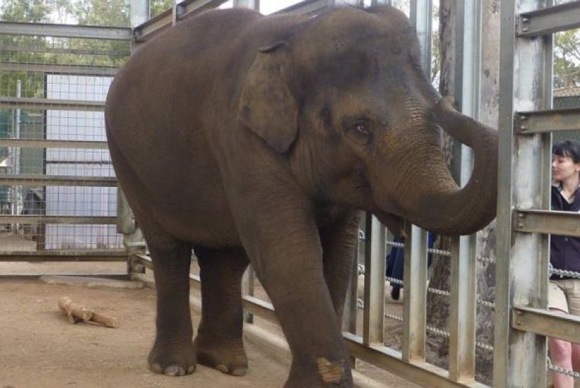 Ibu gajah, Num Oi (terlihat di foto) dan si bayi gajah, selama ini, saling mendekatkan diri lewat pagar.