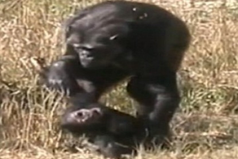Ibu simpanse minta pendapat kedua dari simpanse lainnya.