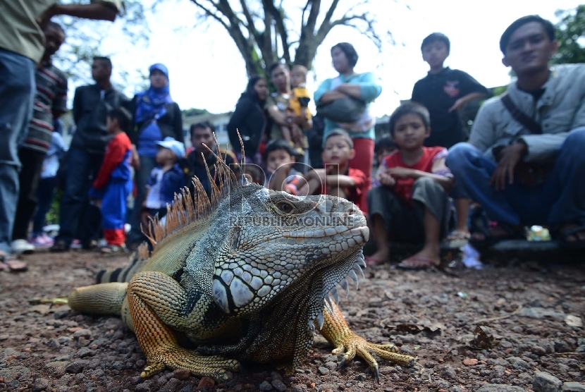 Iguana