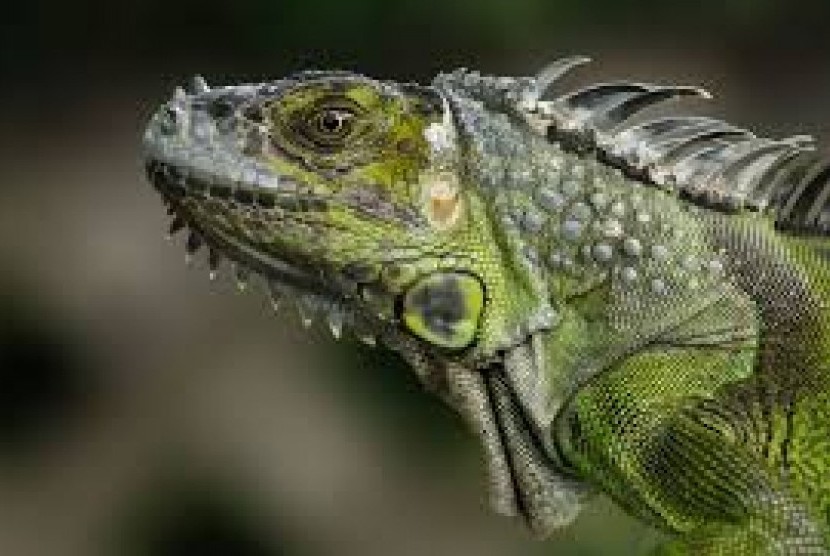 Iguana.