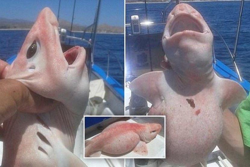 Ikan alien