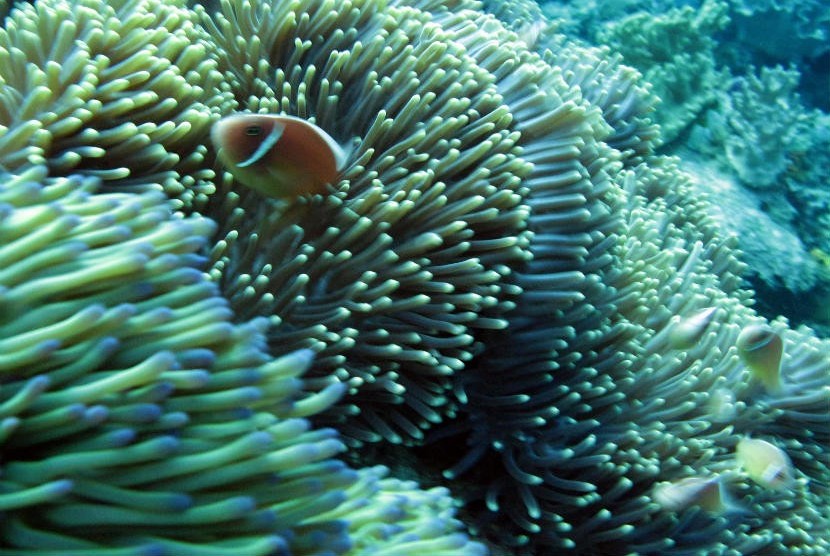  Ikan badut bermain di terumbu karang. Snorkeling di Pulau Abang di Batam, wisatawan bisa berjumpa dengan ikan badut.