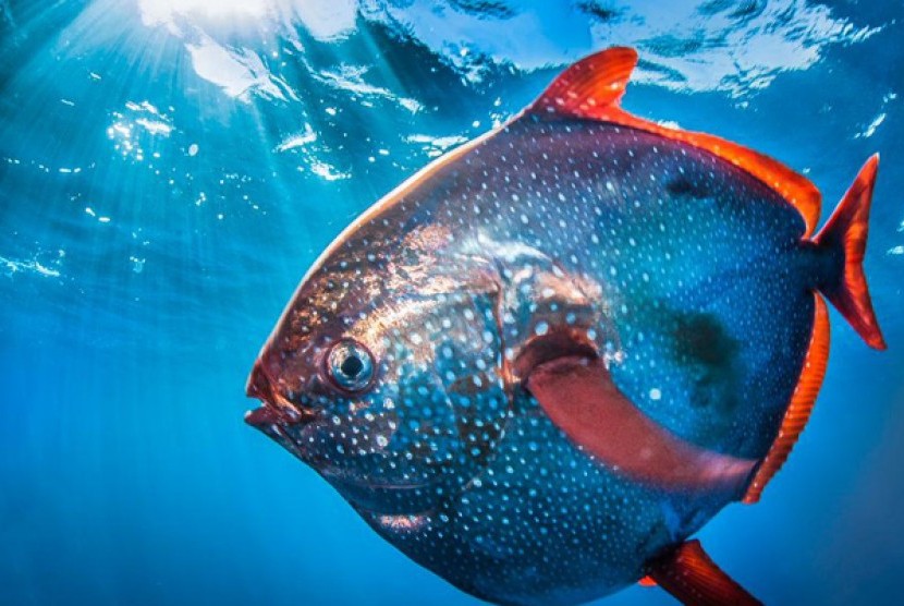 Inilah Opah Ikan Unik Berdarah  Panas  Republika Online