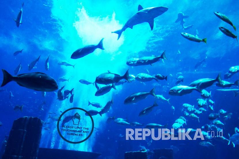  Ikan berenang di dalam akuarium di sebuah hotel di Dubai, Uni Emirat Arab, Selasa, 14 Juli 2020. Menurut sebuah studi oleh InsureMyTrip yang dilansir Zawya, Senin (24/4/2023), Dubai telah menduduki peringkat kedelapan di dunia untuk detoksifikasi digital 