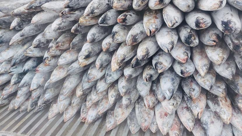 Ikan cakalang yang akan diekspor PT Perikanan Indonesia (Perindo) ke Jepang. Anggota holding BUMN pangan, Perindo mengirimkan ekspor 205 ton ikan cakalang ke Negeri Sakura, Jepang pada awal Januari 2023.
