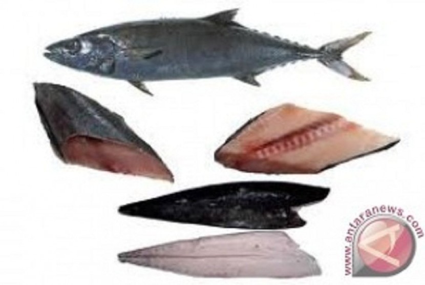 Ikan Gindara alias ikan setan dipercaya mampu menyembuhkan penyakit typus