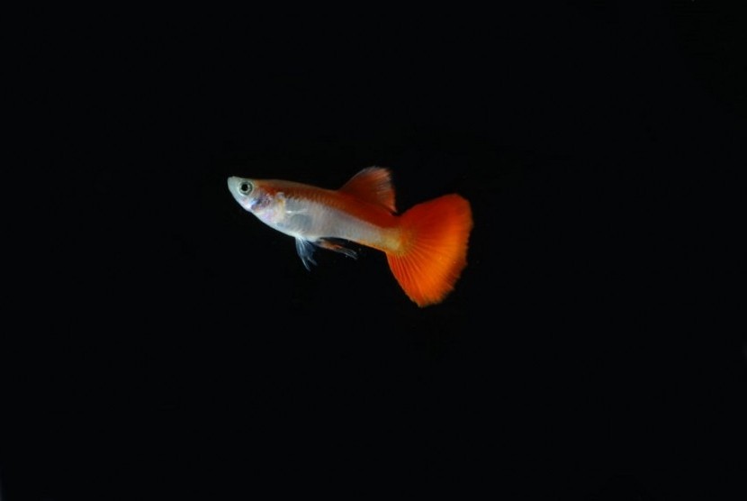 Ikan Guppy Merah Putih Semarakkan Bulan Kemerdekaan | Republika Online