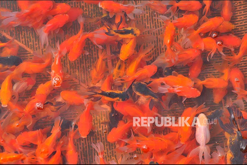 Ikan hias air tawar hasil budidaya menggunakan karamba di kawasan Ciseeng, Kabupaten Bogor, Jawa Barat, Senin (5/6). Ikan hias hasil budidaya karamba tersebut dipasarkan ke sejumlah daerah di Jabodetabek dengan harga Rp2.500 hingga Rp30.000 per ekor. 